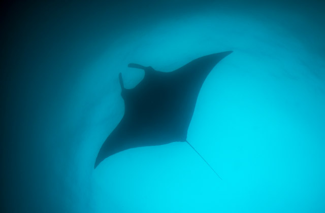 Manta ray silhouette in the Galapagos Islands.