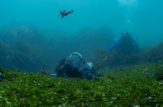 Marine iguana in the Galapagos Islands.