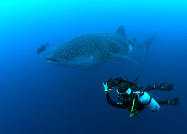Sofía Green Iturralde photo id'ing a whale shark in the Galapagos.