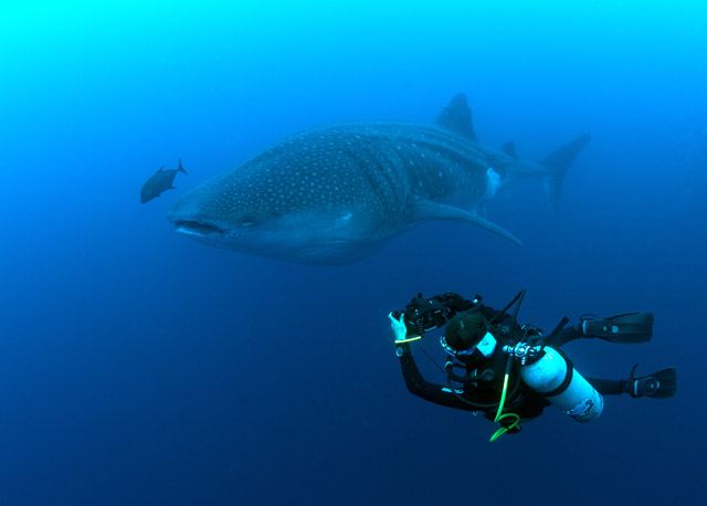 Whale shark and diver in the Galapagos.