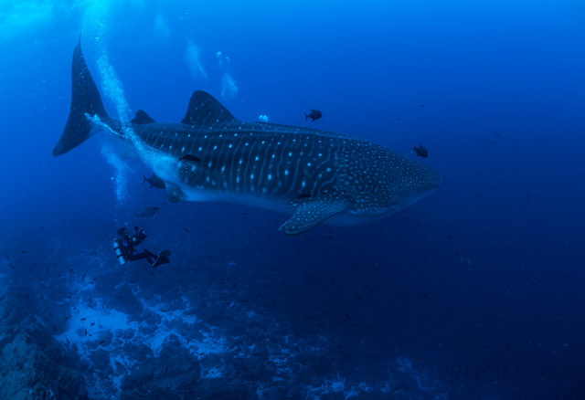 Whale shark and diver in the Galapagos.