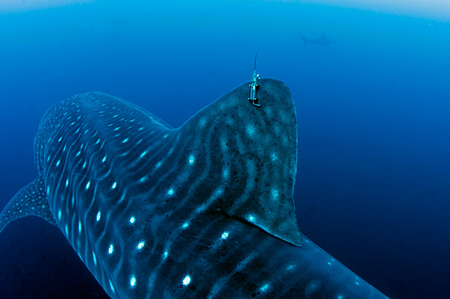 Whale shark with tag in the Galapagos.