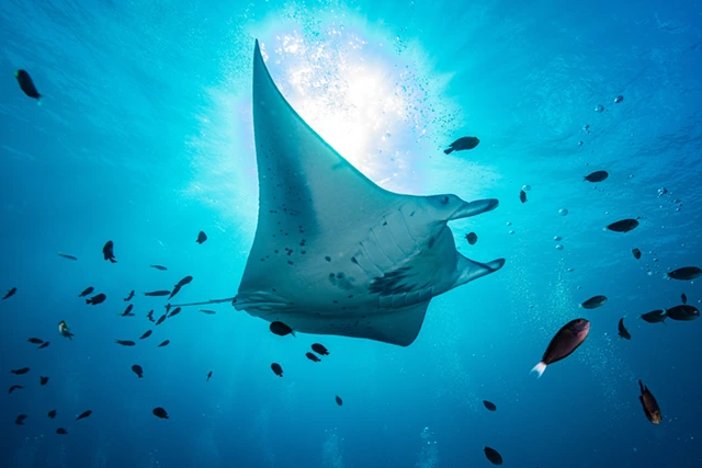 Manta ray underwater