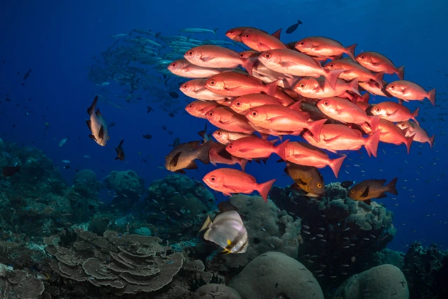 Red snapper in Papua New Guinea