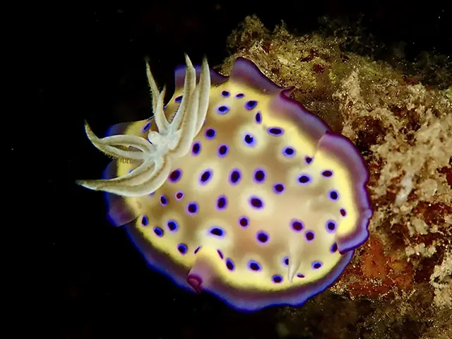 Kuni's nudibranch photographed on a night dive near Tufi Dive Resort in Papua New Guinea