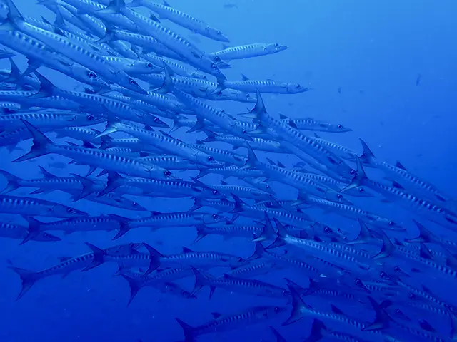 A large school of barracuda seen in the water on a dive near Walindi Plantation Resort in Papua New Guinea