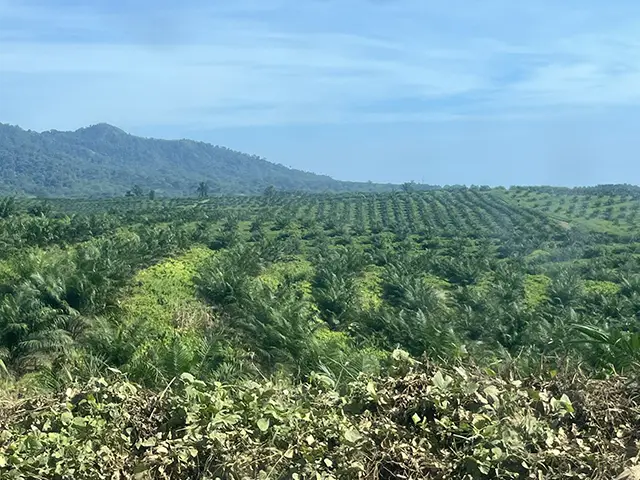 The planatation at Walindi Plantation Resort in Papua New Guinea