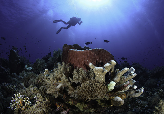 Coral reef and diver in Papua New Guinea