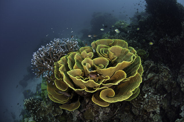 Foliose corals in the Solomon Islands