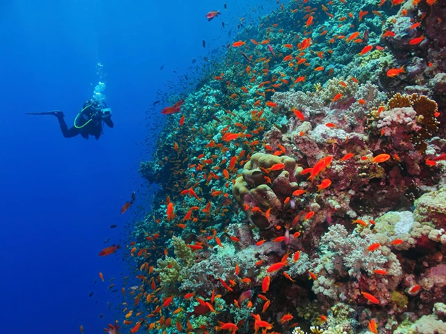 Coral reef & diver in Egypt