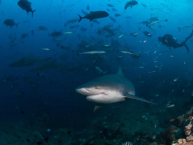 Bull shark in Beqa Lagoon, Fiji