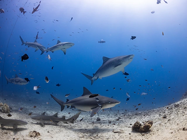 Tiger, bull, nurse & lemon shark in Beqa Lagoon, Fiji