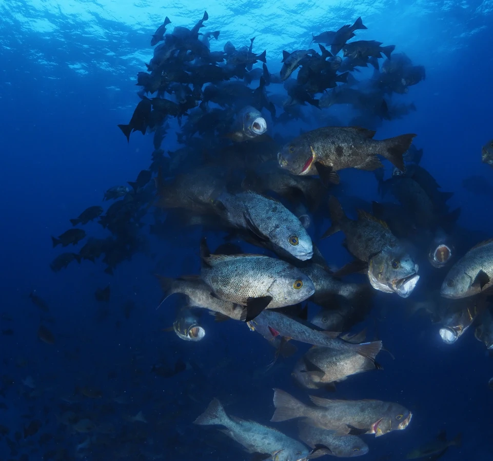 Snapper spawning in Palau