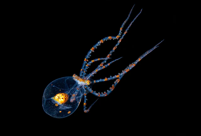 Wonderpus photographed during a blackwater dive