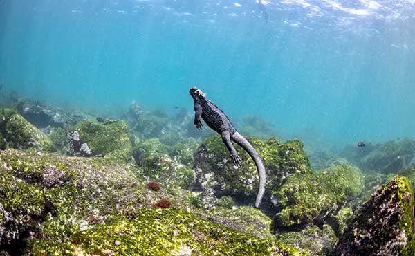 Discover the Galapagos & Amazon