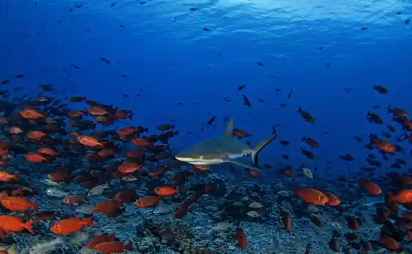 French Polynesia Liveaboard