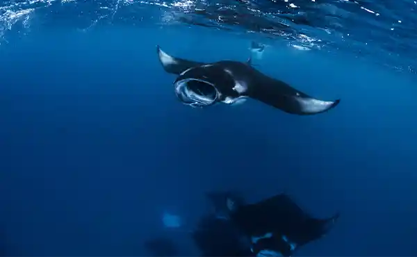 Baa Atoll Island Hopping