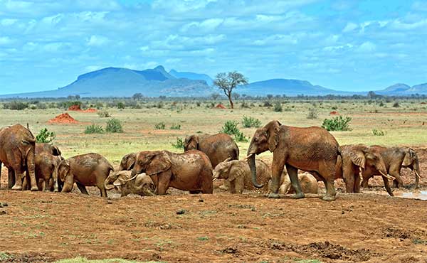 Tsavo National Park