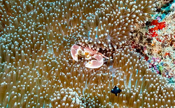 Dive & Discover Kenya