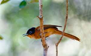 Ankarafantsika National Park