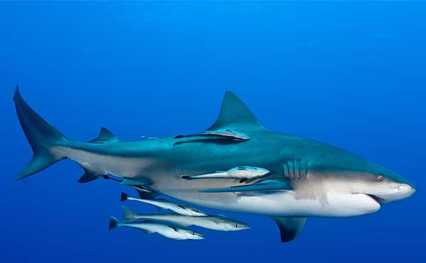 Mozambique Diving Expedition