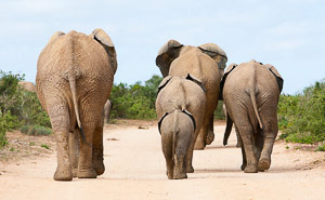 Kruger National Park