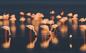 Ngorongoro Crater Conservation Area