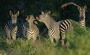 Saadani National Park