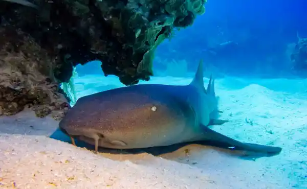 Belize Reef & Rainforest