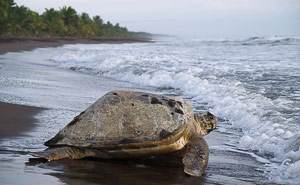 Tortuguero National Park