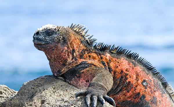 Galapagos Islands