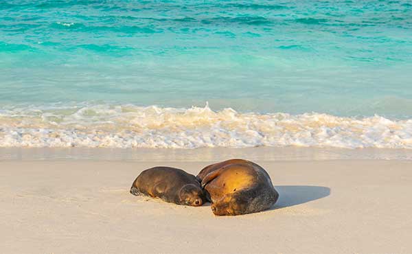 Galapagos Islands Dive Adventure