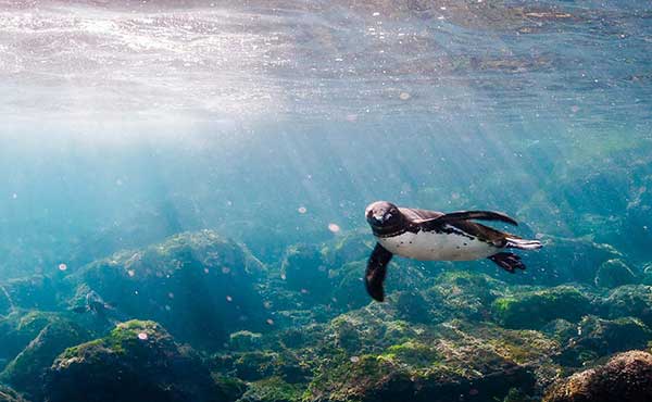 Galapagos Island Hopping Liveaboard