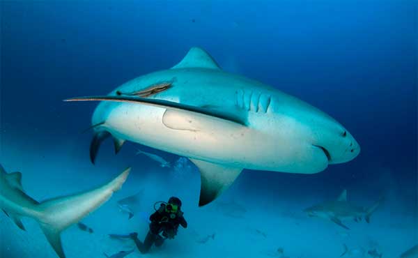 Bull Shark Adventure