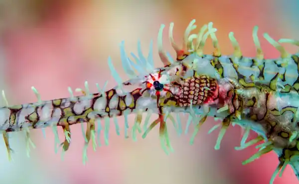 Capturing Critters with Saeed Rashid & Alex Tattersall