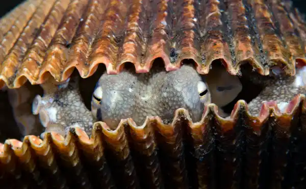 Philippines Macro & Muck Diving Discovery