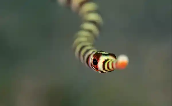 Muck & Magic Philippines with Saeed Rashid