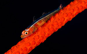 Menjangan & Pemuteran