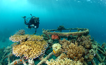 Dive & Culture in Bali