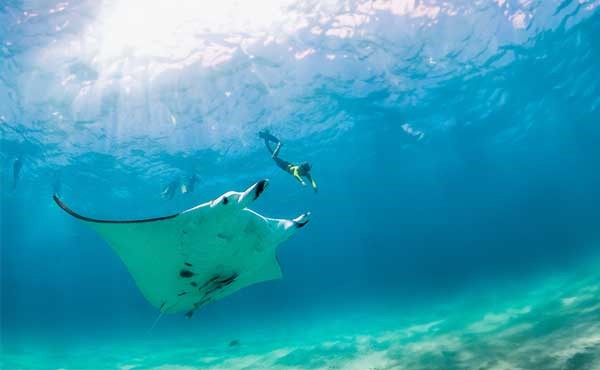 Coral Triangle Snorkelling Adventure