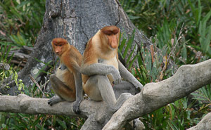Kinabatangan River Sanctuary