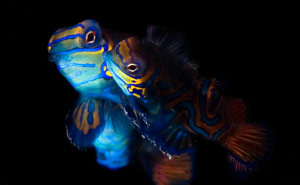 Sipadan & Mataking Discoverer