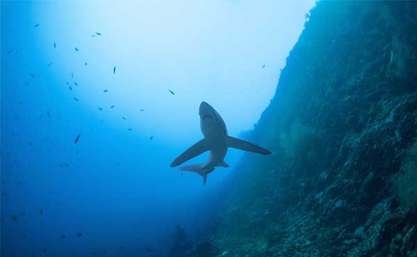 Thresher Sharks & Wrecks of the Philippines