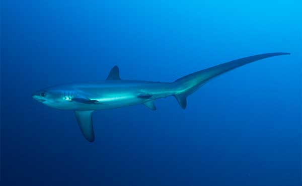 Malapascua Dive Adventure