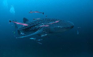 Similan & Surin Islands