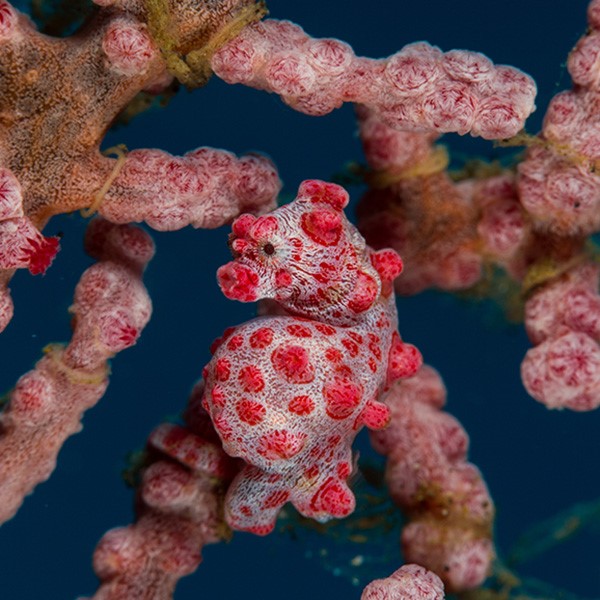 Pygmy seahorse in the Visayas, Philippines