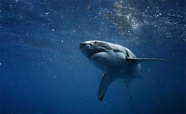 Neptune Islands, South Australia