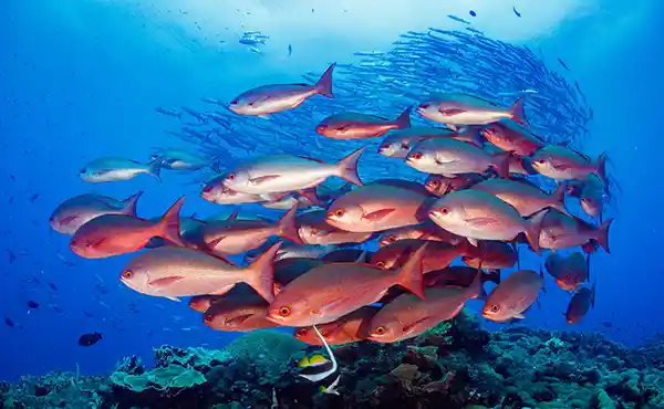 Explore Papua New Guinea with Simon Rogerson