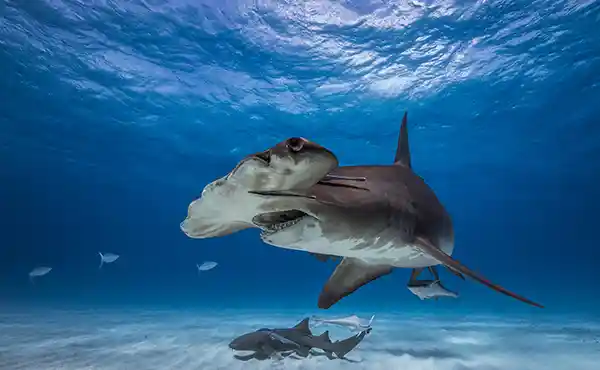 Bimini Shark Sanctuary with Simon Rogerson