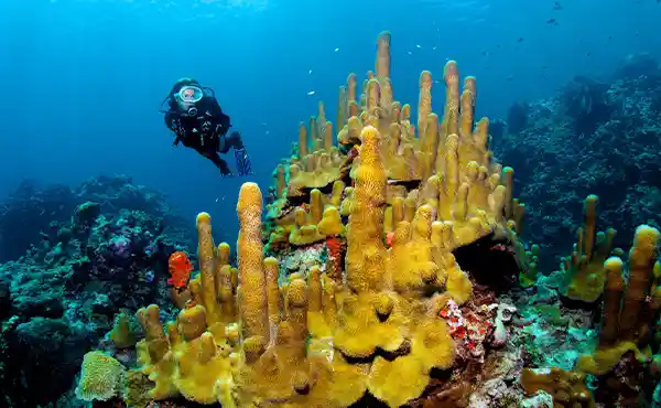 St Lucia Diving in Style